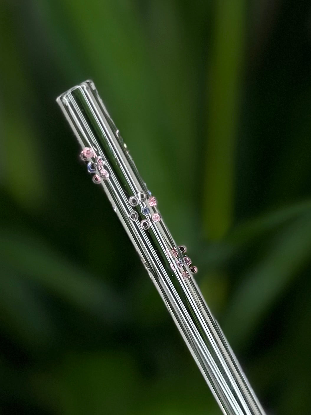 Glass Drinking Straw